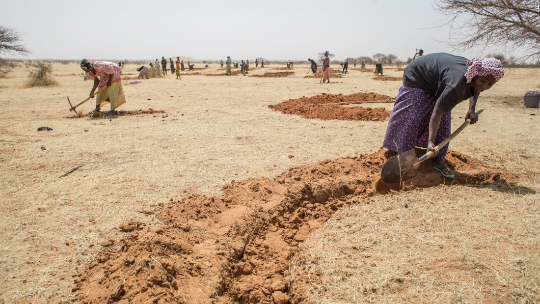 Niger farmers use innovative conservation techniques such as re-using the roots of dead trees, and digging half-moon pits for efficient water storage. 