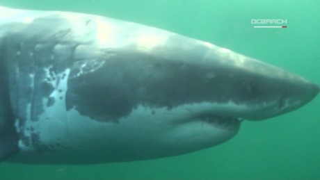 A baby great white shark.