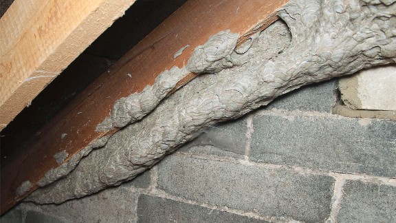 10000 Stinging Wasps Make Colossal Nest In English Village Home Cnn