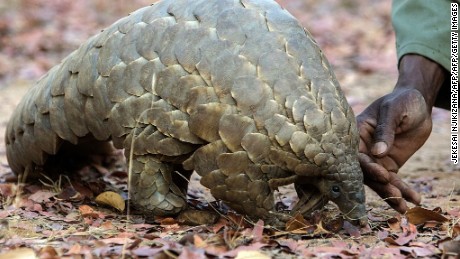 Demand for pangolin meat and body parts is fueling a bloodbath and driving the secretive scaly ant-eating mammals toward extinction.