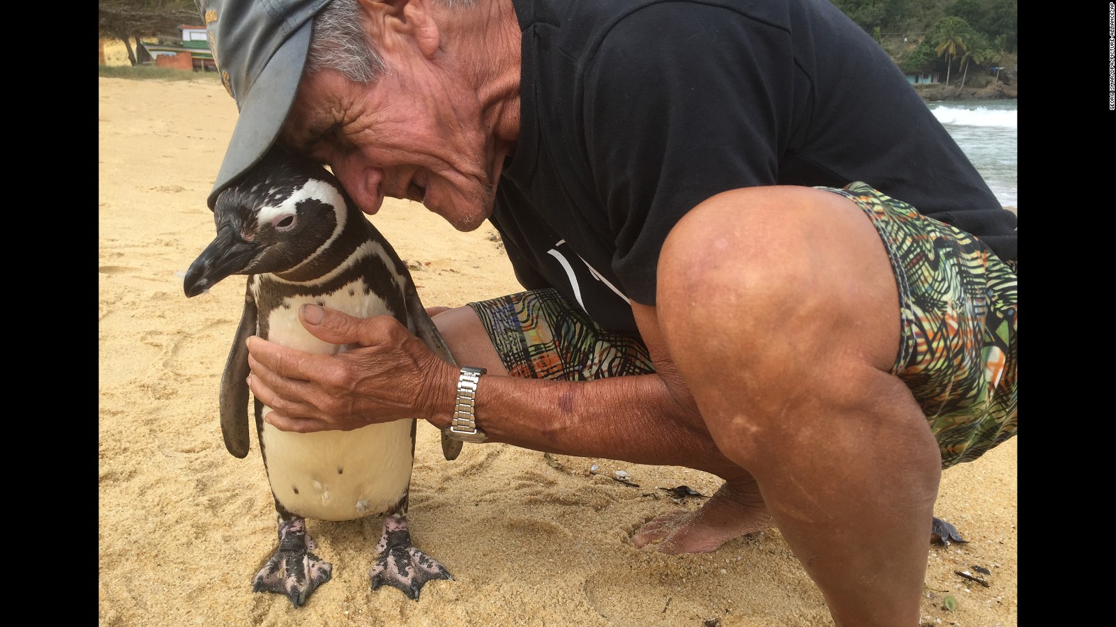 Dindim The Penguin Returns To The Man Who Saved His Life Cnn