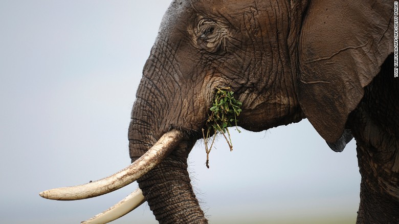 Elephants rarely get cancer. Here&#39;s why this matters to humans