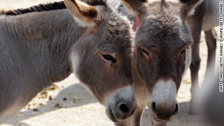 Why is China buying up the global supply of donkeys?