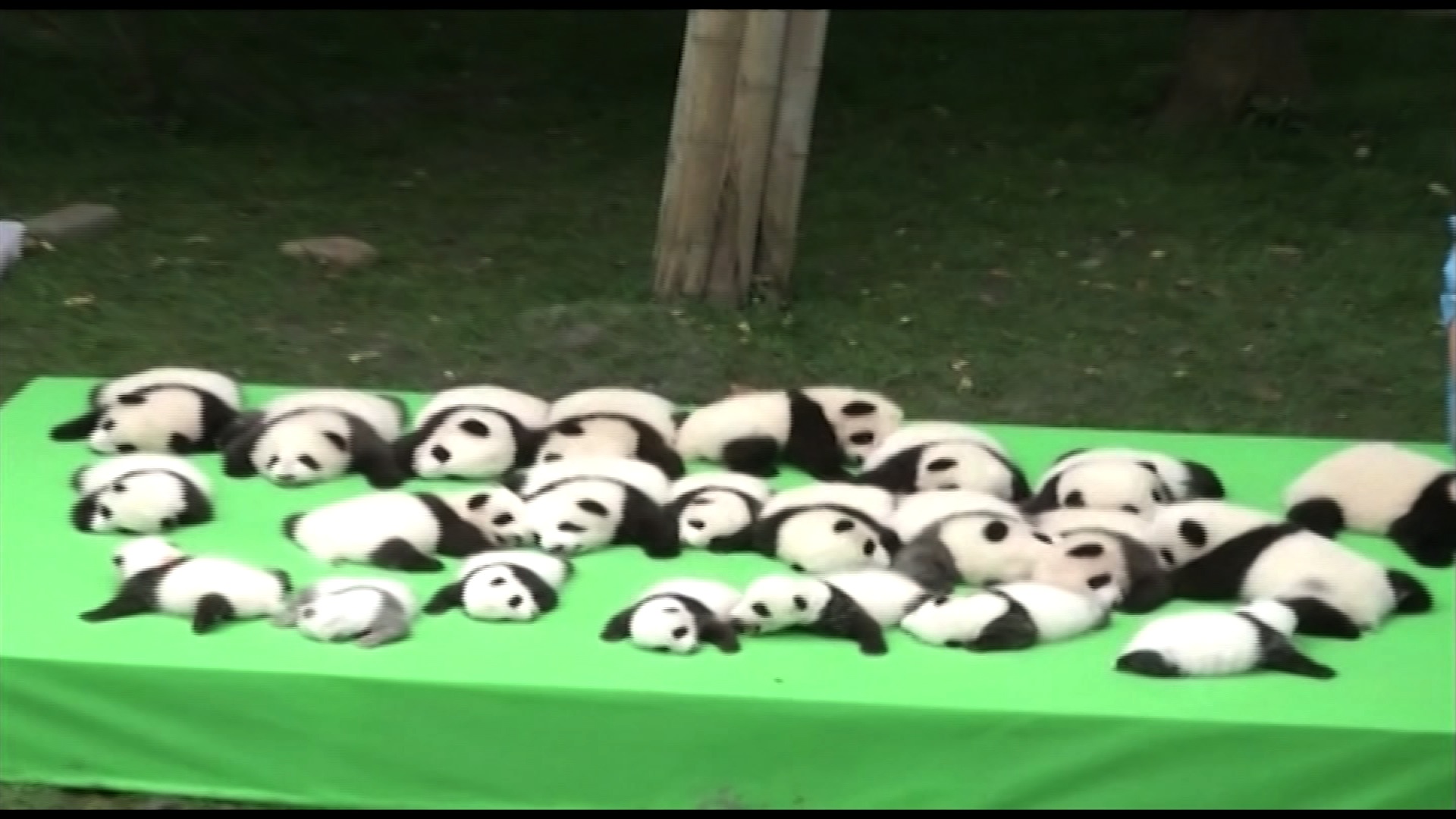 La Imagen Del Dia Has Visto 33 Pandas Bebes Juntos Cnn Video