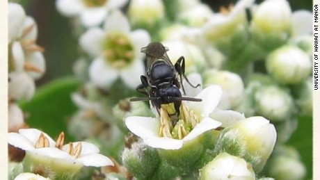 This is one of the seven bee species protected under the Endangered Species Act. 

