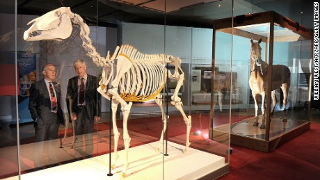 Phar Lap&#39;s skeleton and hide were reunited at the Melbourne Museum in 2010.