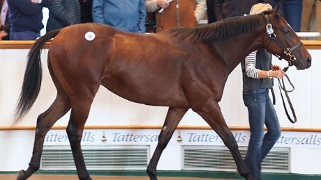 The colt out of Dubawi sold for 2.6m guineas at the Tattersalls October Yearling sales.