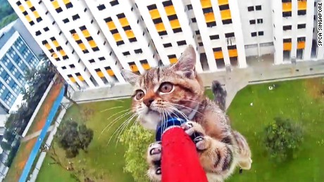singapore kitten rescue spca bpb orig_00000000.jpg