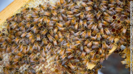 Bees can learn -- and teach other bees