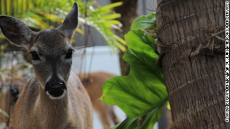 Endangered Key deer are facing an infestation of screwworms in Florida.