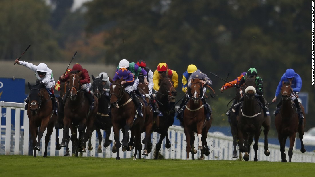 The field in the 2015 British Champions Long Distance Cup thunders down the track at Ascot.