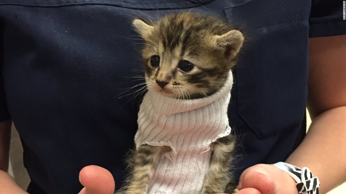 cat in a sock