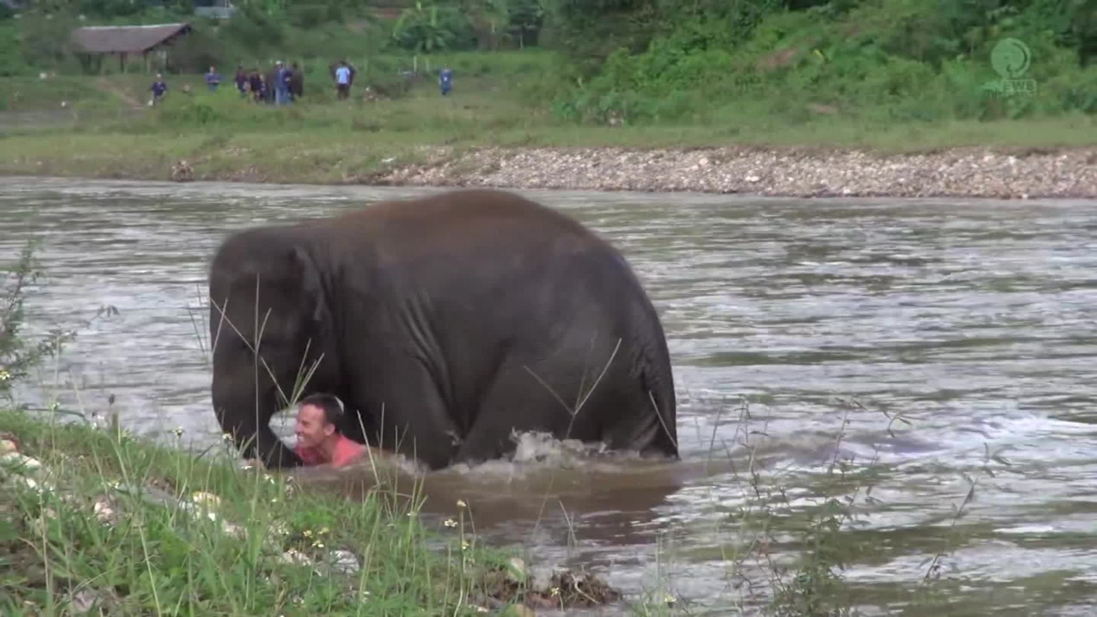 Baby elephant 'rescues' man who saved her - CNN Video