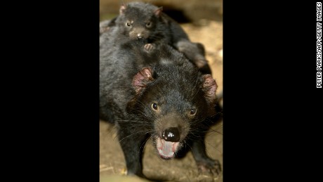 Tasmanian devils may hold the key to fighting human superbugs.