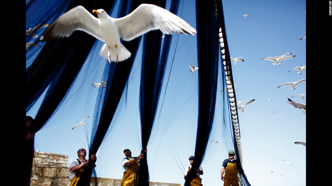Fishermen untangle a trawling net while seagulls fight for fish.