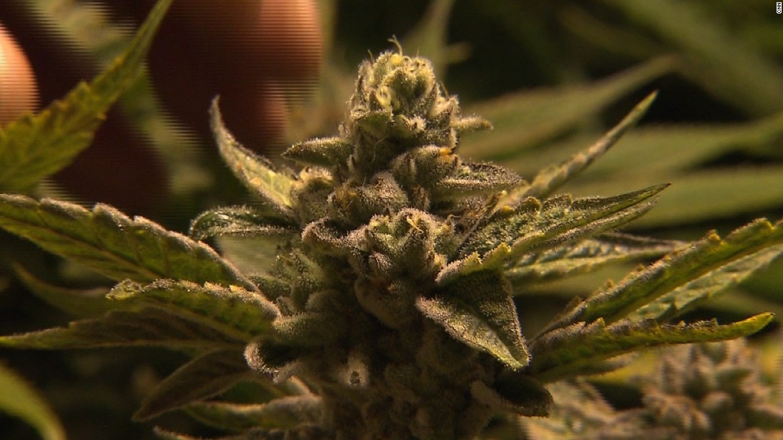 Marijuana growers in Colorado are experimenting with new plants, some of wh...