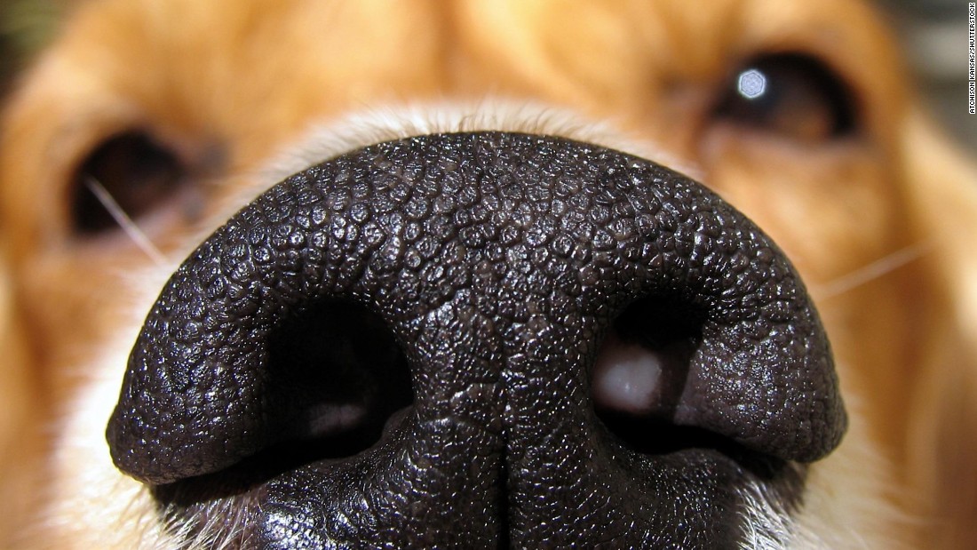 Sniffer dogs from Covid-19: what does science say?