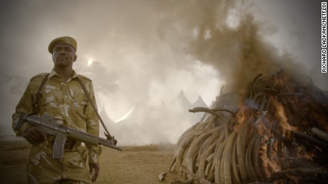 &#39;The Ivory Game&#39;: Exposing the illegal trade pushing elephants to extinction