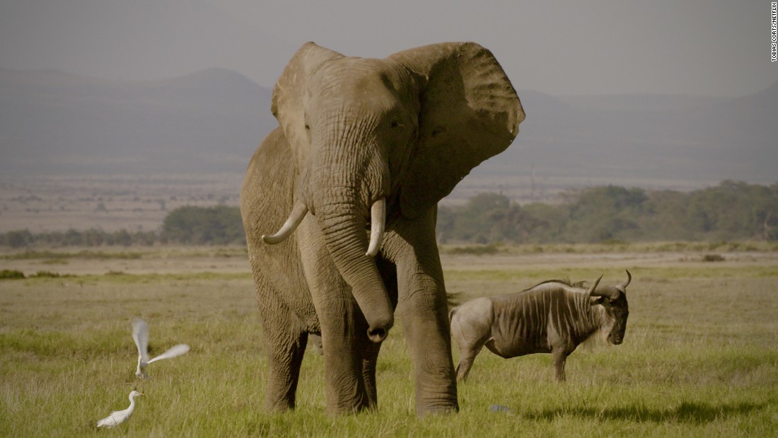 As Netflix does not operate in China, the directors are seeking alternative avenues to broadcast &quot;The Ivory Game&quot; and make it part of the national conversation.