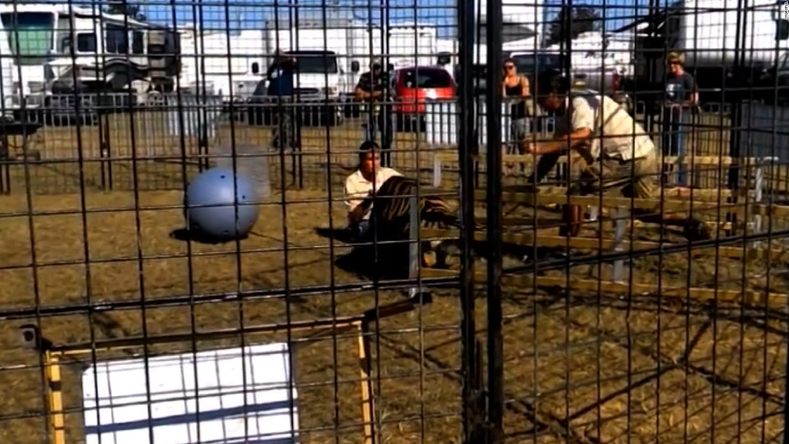 Tiger attacks trainer as kids look on CNN Video