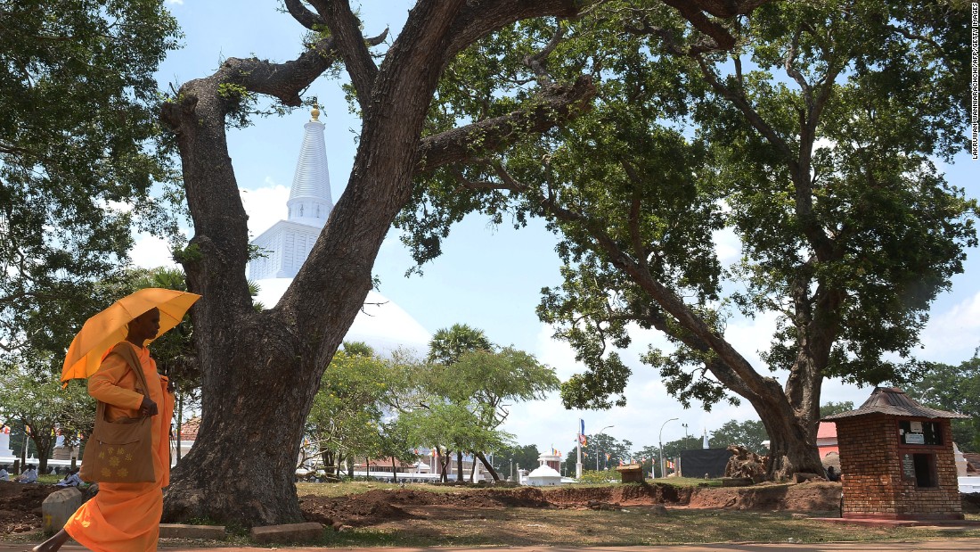 The environmental hero has earned numerous awards and has a foundation named after her -- &quot;Saalumarada&quot; meaning &quot;row of trees.&quot; Pictured, a holy banyan tree in Sri Lanka. 