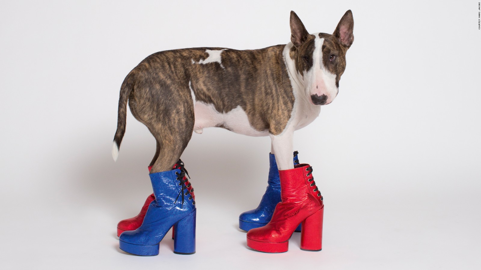 marc jacobs bull terrier shoes