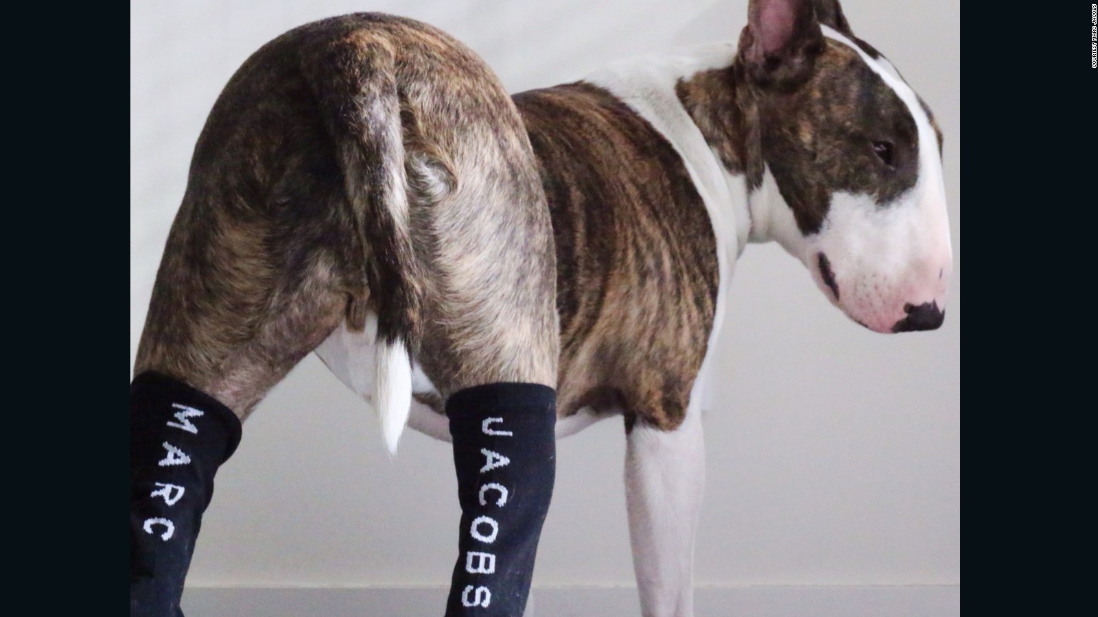 marc jacobs bull terrier shoes