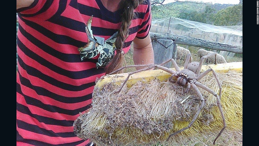 This Giant Spider In Australia Will Haunt Your Dreams CNN