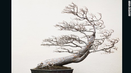Bonsai masters: The ancient secrets behind their centuries-old trees