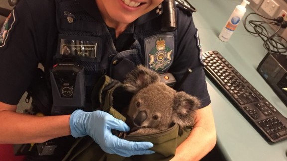 Australian police find baby koala in woman\u0026#39;s bag - CNN