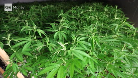 Germany joins the global experiment on marijuana legalization