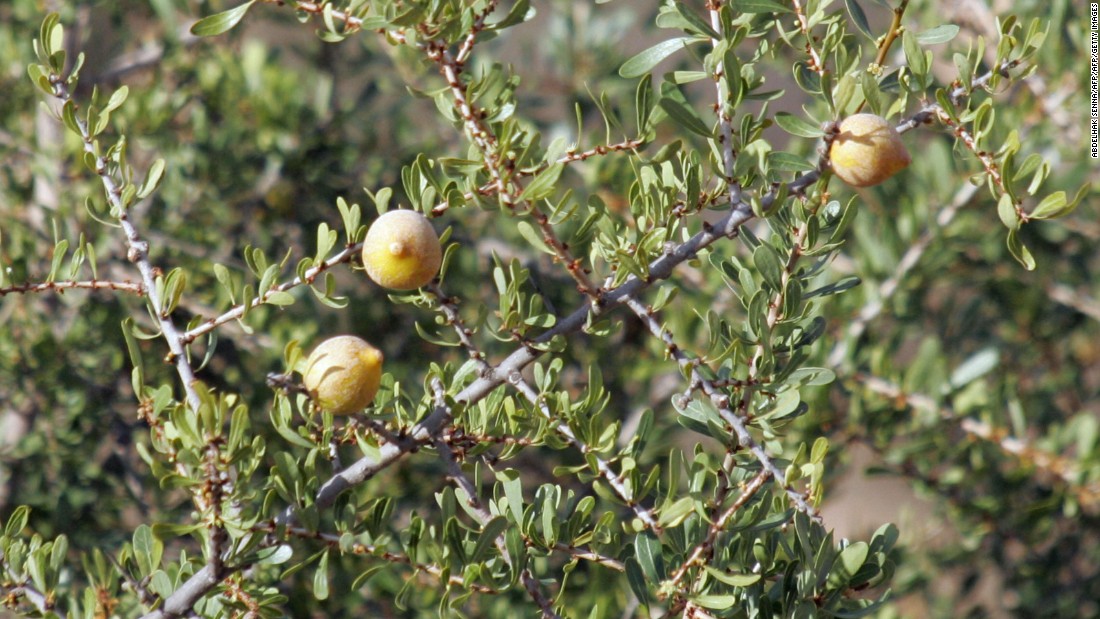 Olive-like yellow fruit grow on Argan trees in Morocco&#39;s southwest. Inside they contain the kernel that&#39;s required to make the country&#39;s rare and precious commodity: Argan oil.