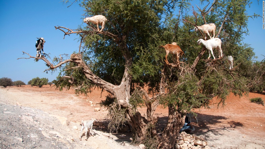 Opportunistic goats climb the gnarled trunks of the Argan trees to eat its bitter fruits. In the past, locals would collect the pits from the goat&#39;s droppings.