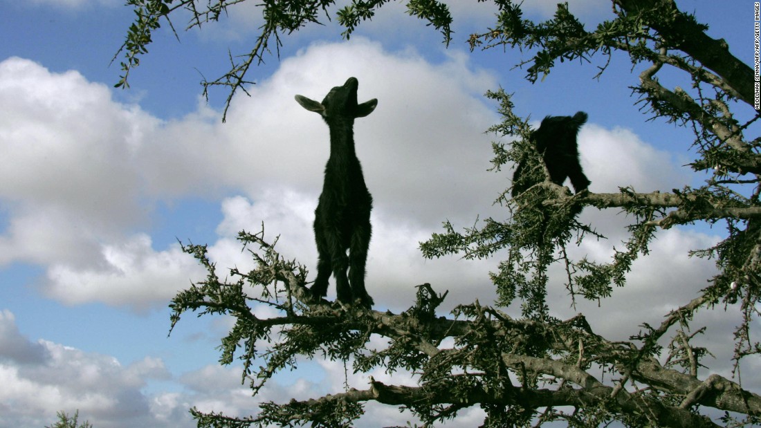 Due to the threat of overgrazing, seasonal goat bans have been put in place to ensure the animals can&#39;t get to the bitter fruits and stunt the Argan tree&#39;s growth.