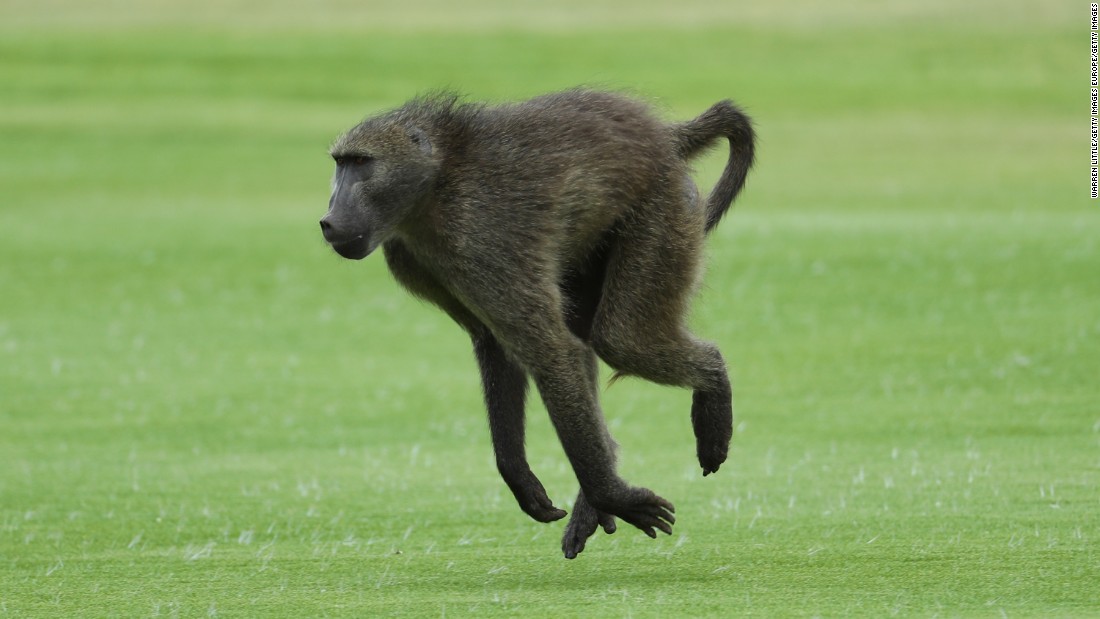 Not to be outdone, a baboon streaks across the fairway of the Gary Player Golf Course Friday.
