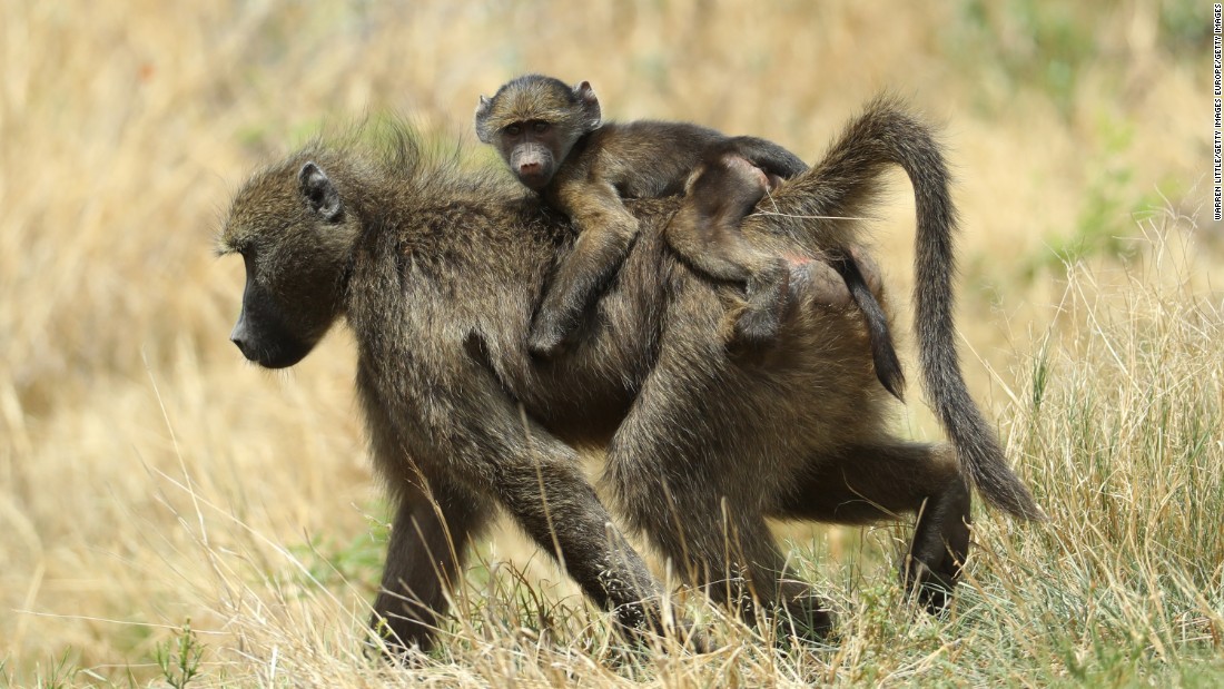 Baboons wander in the rough at the Nedbank Golf Challenge.