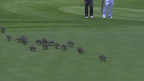 Mongooses invade golf course
