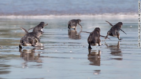 Little blue penguins are under threat from human activity.