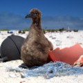 NPW Midway Chick Beach NOAA