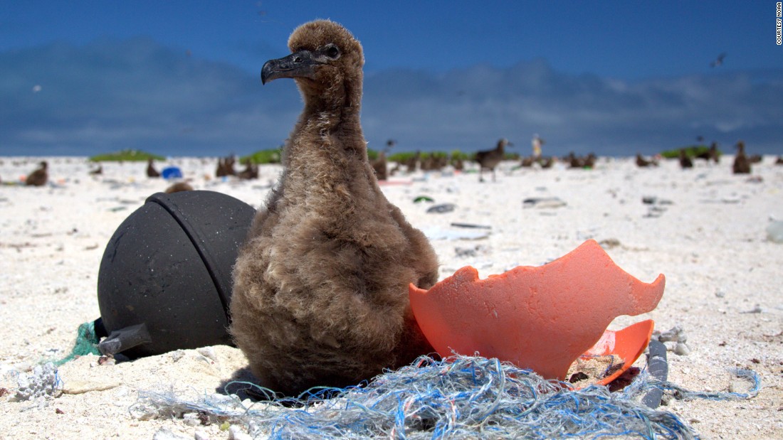 Plastic pollution in the ocean is a massive -- and growing -- problem. Midway Atoll, a remote island situated on the edge of the Great Pacific Garbage Patch, is covered with plastic debris swept onto its beaches by oceanic currents. This Laysan albatross chick is being fed pieces of plastic by its parents, which mistake the waste for food. Seabirds which ingest plastic waste are &lt;a href=&quot;https://edition.cnn.com/2019/07/30/health/seabirds-plastic-pollution-health-problems-scli-intl/index.html&quot; target=&quot;_blank&quot;&gt;smaller, lighter and suffer from a litany of health problems&lt;/a&gt;. Plastic waste kills up to &lt;a href=&quot;https://sustainabledevelopment.un.org/content/documents/Ocean_Factsheet_Pollution.pdf&quot; target=&quot;_blank&quot;&gt;one million seabirds&lt;/a&gt; every year.   