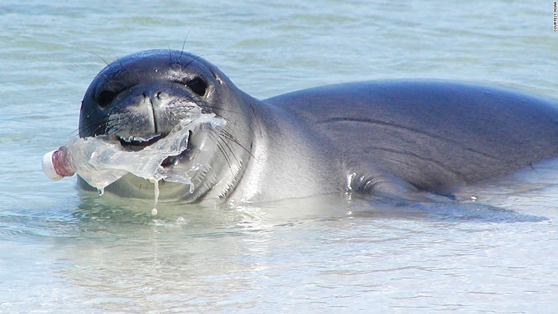 The Hawaiian monk seal is one of the most &lt;a href=&quot;https://www.fisheries.noaa.gov/species/hawaiian-monk-seal&quot; target=&quot;_blank&quot;&gt;endangered seal species&lt;/a&gt; in the world with an estimated population of 1,400. Chewing on plastic bottles will not help their survival. 