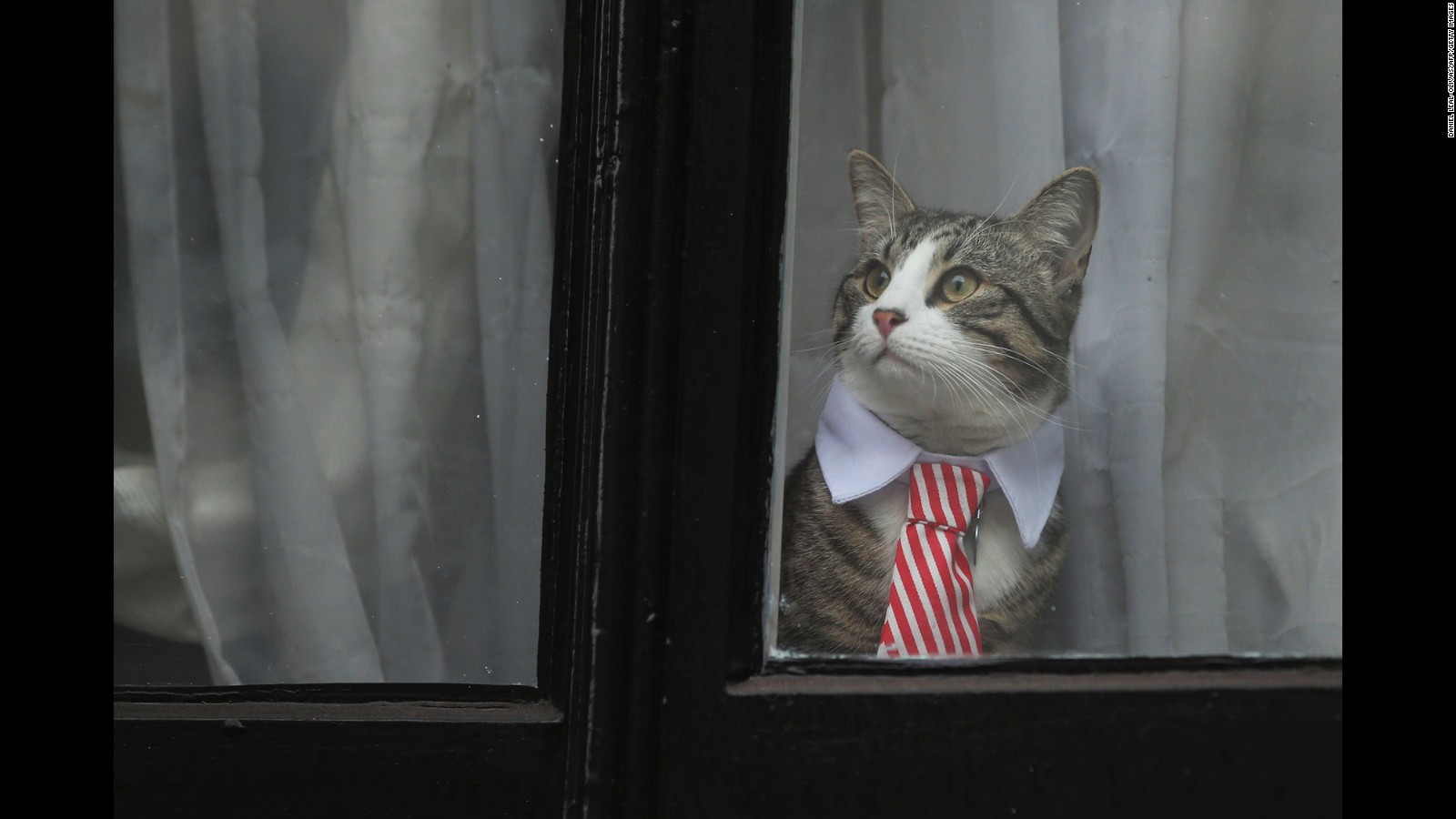Assange cat: Whatever happened to Embassy Cat? - CNN