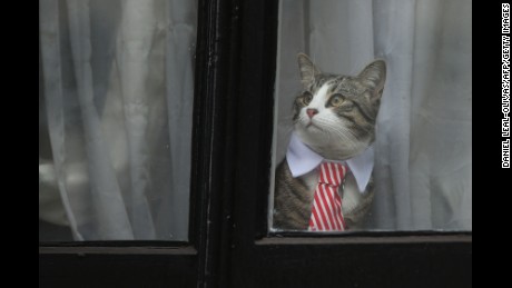 cat tie out