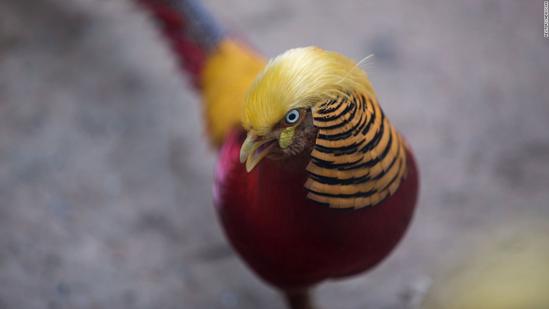 Haha guys, this bird looks like Donald Trump | CNN Politics