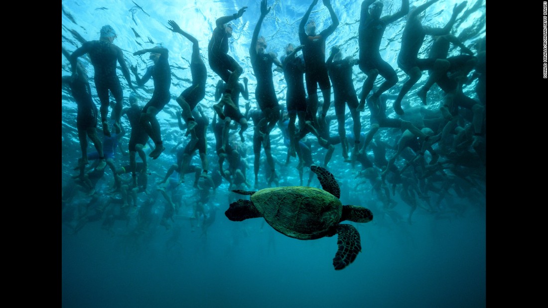 A sea turtle swims under Ironman triathletes in Kailua-Kona, Hawaii, on Saturday, October 8.