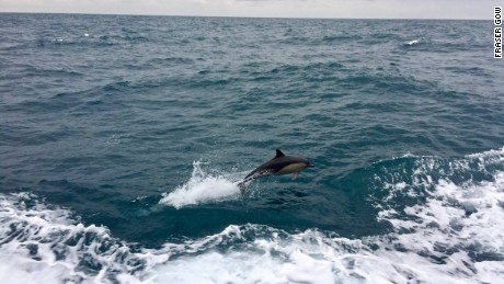 &quot;So far on our trip we have seen lots of dolphins, several humpback whales and a handful of pilot whales,&quot; captain Fraser Gow tells CNN.  