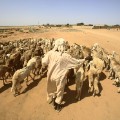 Sudan livestock