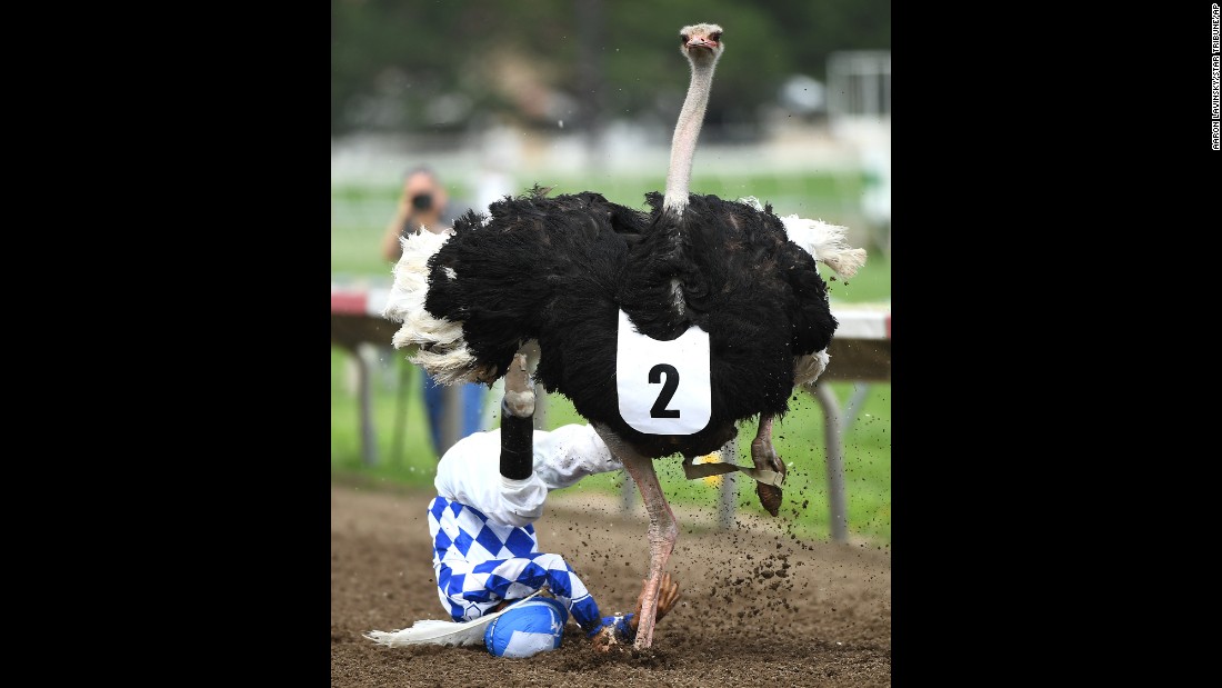 Jose Montoya falls off an ostrich during a race in Shakopee, Minnesota, on Saturday, July 16. &quot;Extreme Race Day&quot; also featured camel, horse and zebra races.
