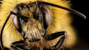 Bee Spotlight: The Bumblebee · ExtermPRO