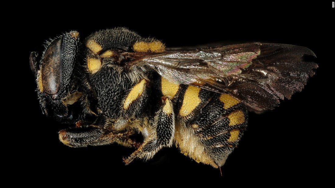 Anthidiellum ehrhorni lives in the dry, US Southwest.